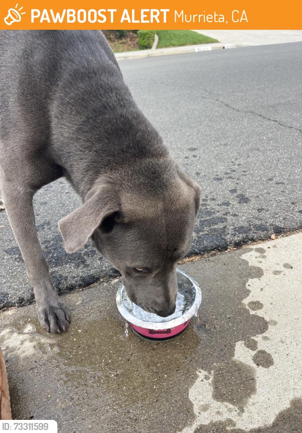 Found/Stray Female Dog last seen Murrieta oaks, Murrieta, CA 92562