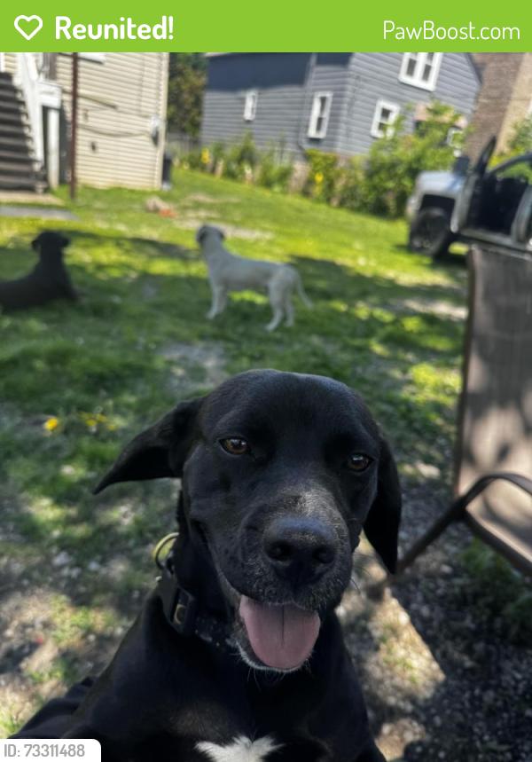 Reunited Female Dog last seen East 76th place, Chicago, IL 60619
