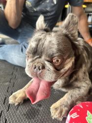 Reunited Male Dog last seen West Wind Elementary, Lancaster, CA 93536