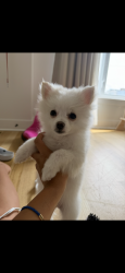 Reunited Female Dog last seen Belden y lavergne, Chicago, IL 60639
