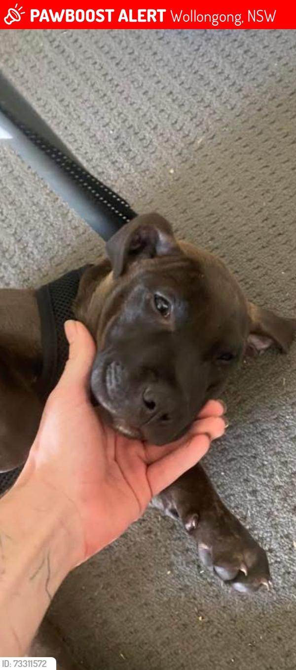 Lost Male Dog last seen Corrimal Beach Tourist Park, Wollongong, NSW 