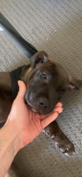 Lost Male Dog last seen Corrimal Beach Tourist Park, Wollongong, NSW 