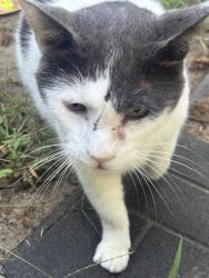 Found/Stray Unknown Cat last seen East road three oaks Michigan, Three Oaks, MI 49128
