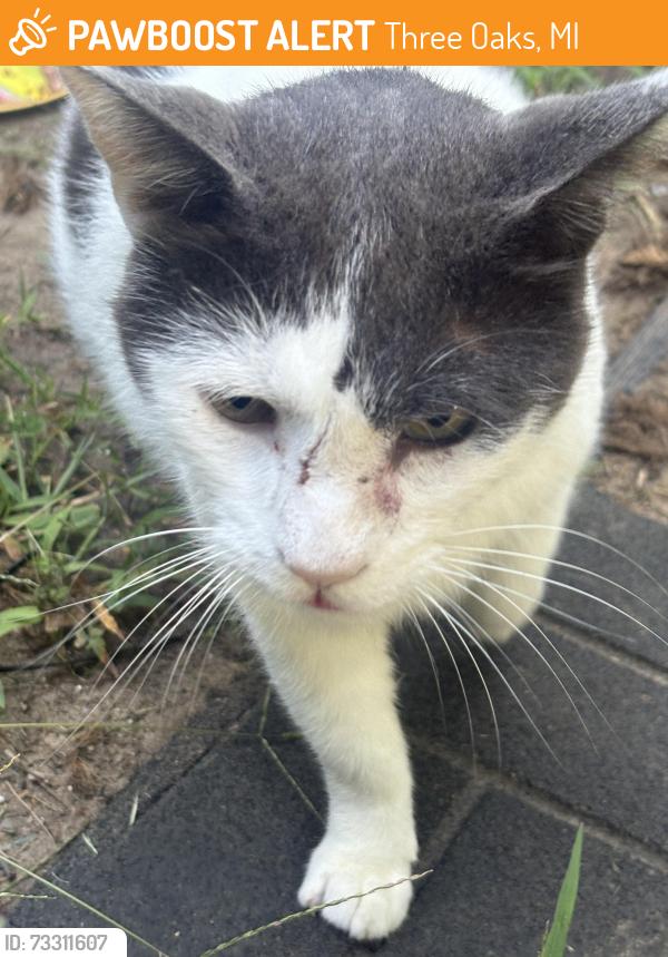 Found/Stray Unknown Cat last seen East road three oaks Michigan, Three Oaks, MI 49128