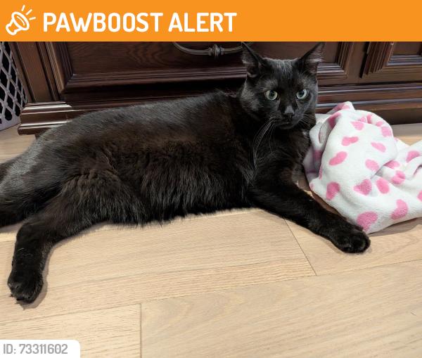 Found/Stray Male Cat last seen Henrietta way and Ninth Line, Mississauga, ON L5M 7Y4