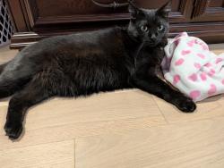 Found/Stray Male Cat last seen Henrietta way and Ninth Line, Mississauga, ON L5M 7Y4