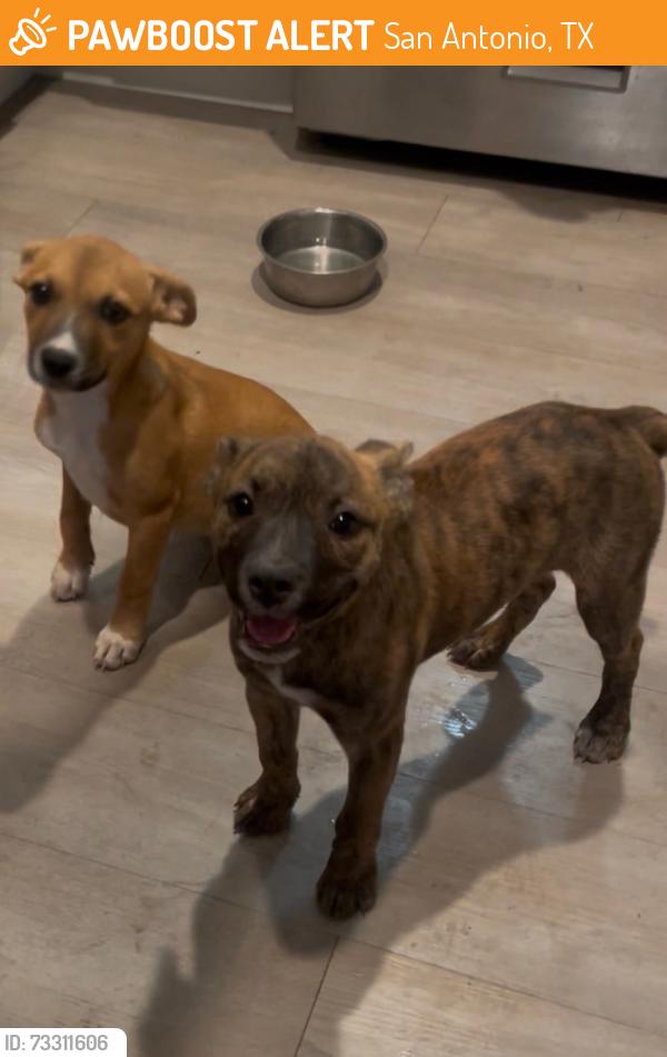 Found/Stray Female Dog last seen Southton Road and Highway 37, San Antonio, TX 78223