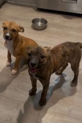 Found/Stray Female Dog last seen Southton Road and Highway 37, San Antonio, TX 78223