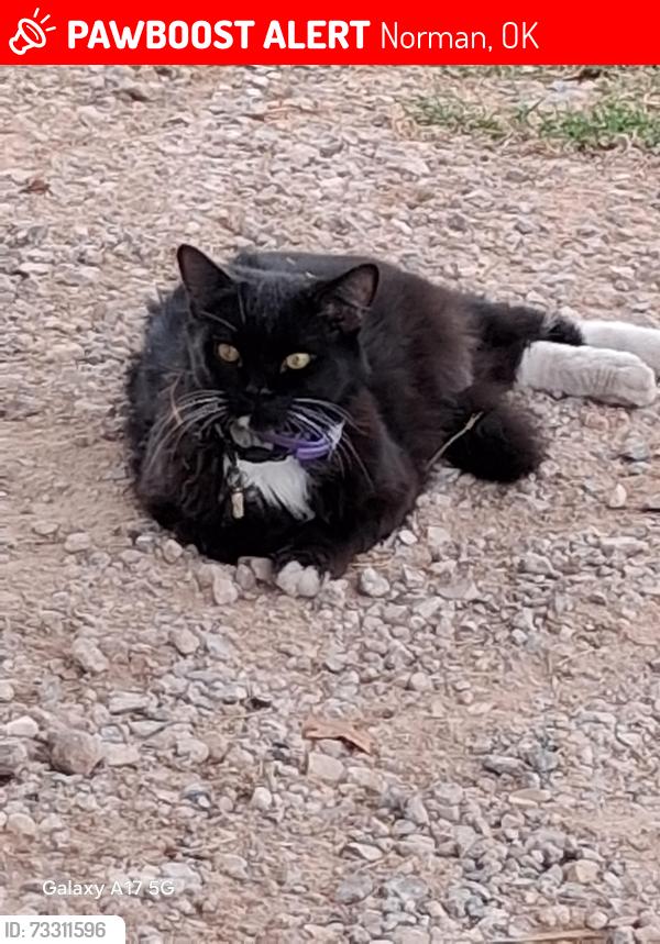 Lost Male Cat last seen Wilderfire dr Wilkerson dr Alameda 192 ND and 180 chaple, Norman, OK 73026