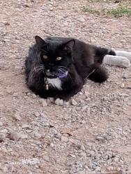 Lost Male Cat last seen Wilderfire dr Wilkerson dr Alameda 192 ND and 180 chaple, Norman, OK 73026
