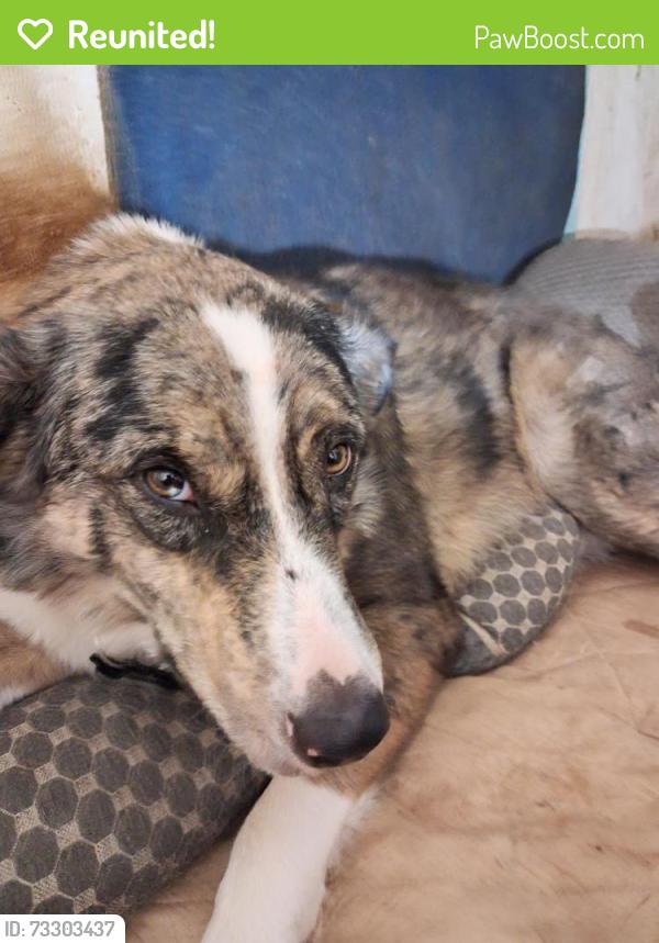 Reunited Male Dog last seen 29th an bryant, Oklahoma City, OK 73129