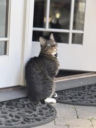 Lost Male Cat last seen Harbor and La Entrada, Fullerton, CA 92835