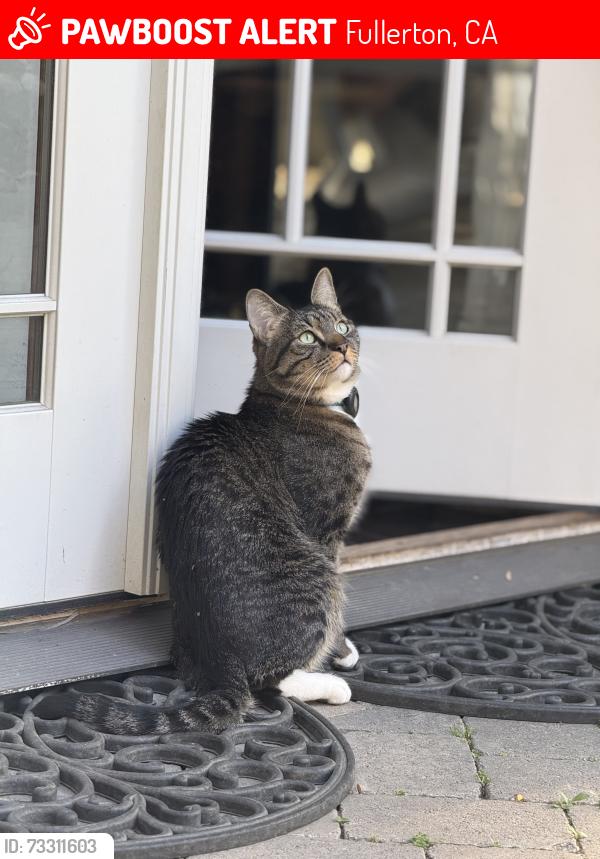 Lost Male Cat last seen Harbor and La Entrada, Fullerton, CA 92835