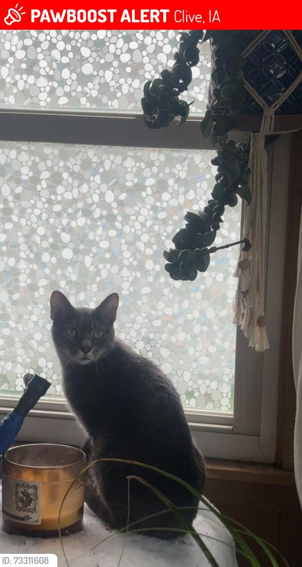 Lost Male Cat last seen 86th street Clive, Clive, IA 50325
