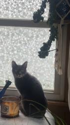 Lost Male Cat last seen 86th street Clive, Clive, IA 50325