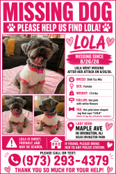 Lost Female Dog last seen Maple Ave & May St., Irvington, NJ 07111