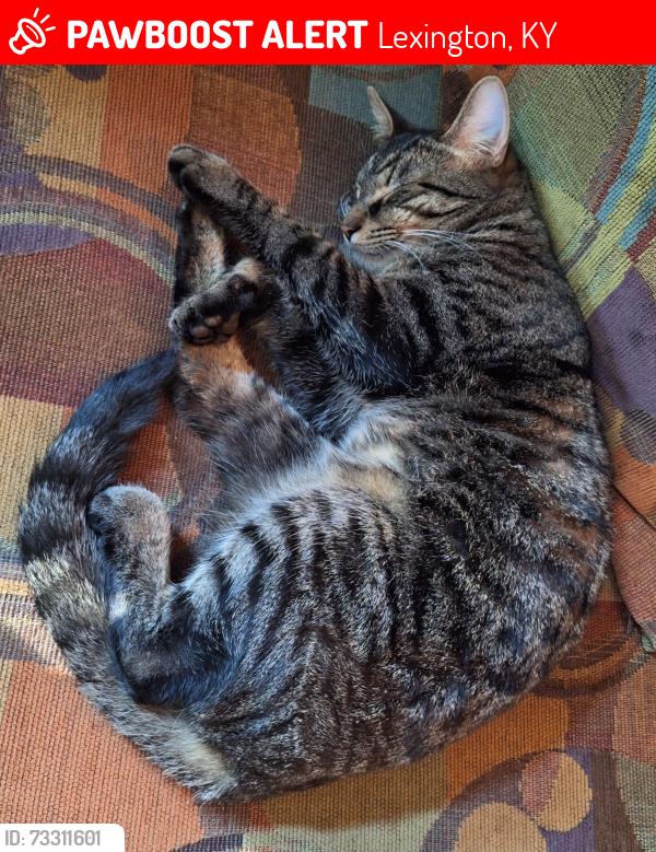 Lost Male Cat last seen on Lafayette Ave, closer to Euclid, Lexington, KY 40502