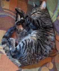 Lost Male Cat last seen on Lafayette Ave, closer to Euclid, Lexington, KY 40502