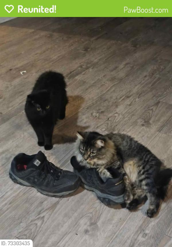 Reunited Male Cat last seen jamerson and trickum road, Marietta, GA 30066