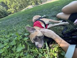 Shelter Stray Female Dog last seen Near W 161st Street, NEW YORK, NY, 10032, 326 E 110th St, New York, NY 10029, USA