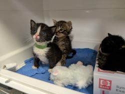 Shelter Stray Male Cat last seen Near Trinity Avenue, BRONX, NY, 10456, 326 E 110th St, New York, NY 10029, USA