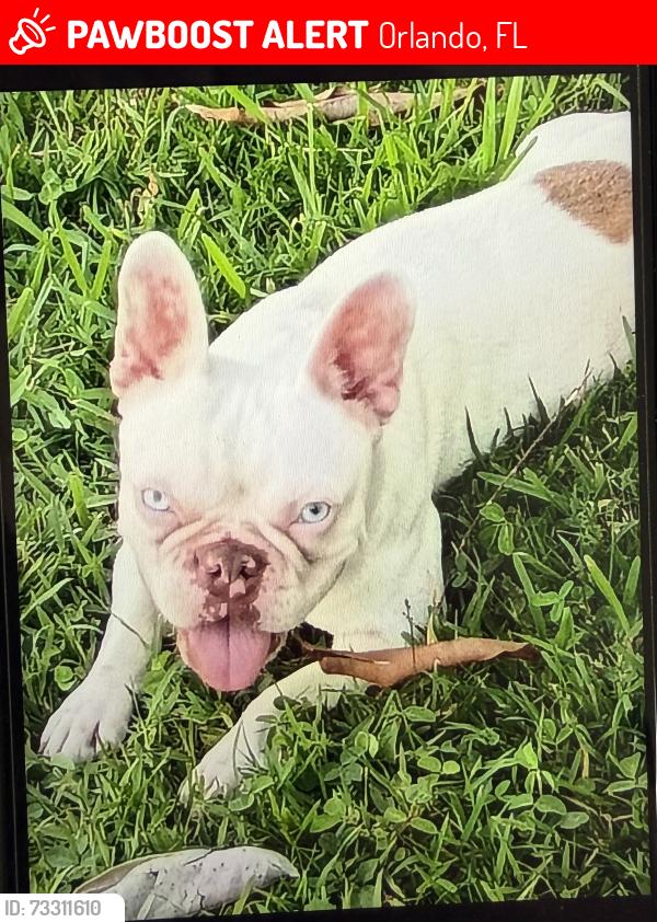 Lost Female Dog last seen Old Harbor Rd and Orange Blossom Trail, Orlando, FL 32837