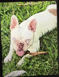 Lost Female Dog last seen Old Harbor Rd and Orange Blossom Trail, Orlando, FL 32837