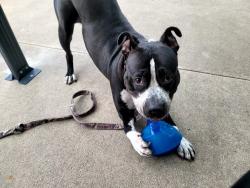 Shelter Stray Female Dog last seen Near Broad Street, STATEN ISLAND, NY, 10304, 3139 Veterans Rd W, Staten Island, NY 10309, USA