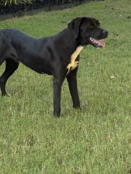 Found/Stray Male Dog last seen Scarce Creek Road Lexington, TN, Lexington, TN 38351