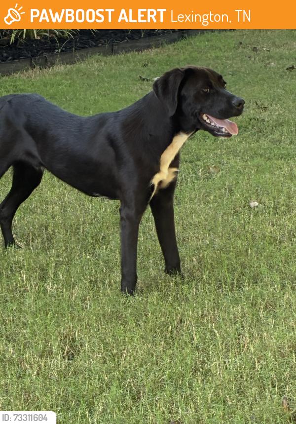 Found/Stray Male Dog last seen Scarce Creek Road Lexington, TN, Lexington, TN 38351