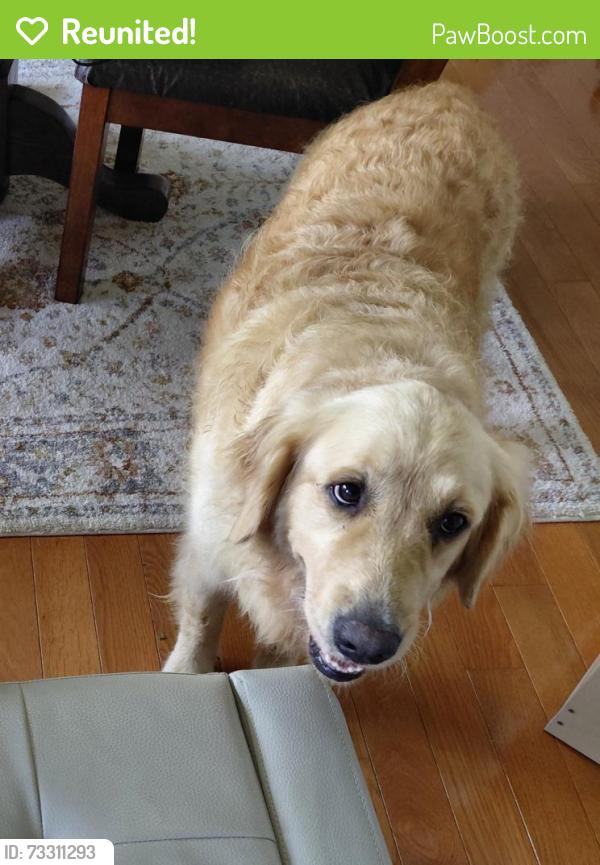 Reunited Female Dog last seen Henry Lane, Blount County, TN 37801