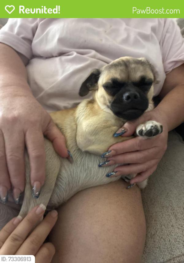 Reunited Female Dog last seen Sky tower park, Lancaster, CA 93535