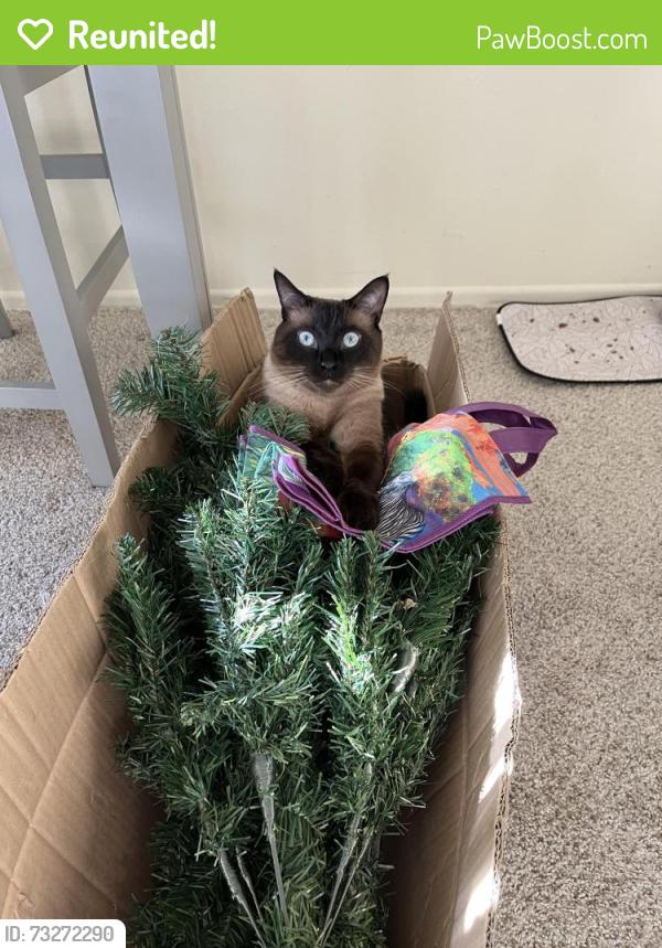 Reunited Male Cat last seen Lantana and Rosewood, Camarillo, CA 93010