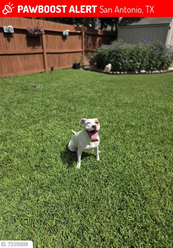 Lost Female Dog last seen Palmetto way near morales elementary school, San Antonio, TX 78253