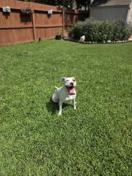 Lost Female Dog last seen Palmetto way near morales elementary school, San Antonio, TX 78253