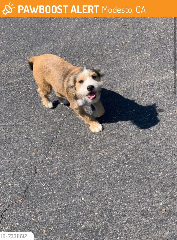 Found/Stray Unknown Dog last seen Center for Human Services, Modesto, CA 95350