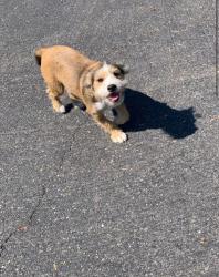 Found/Stray Unknown Dog last seen Center for Human Services, Modesto, CA 95350