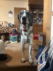 Reunited Male Dog last seen Edwinstow, Colorado Springs, CO 80907