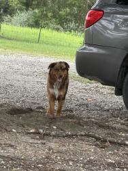 Found/Stray Unknown Dog last seen Dyer store, Martinsville, VA 24112