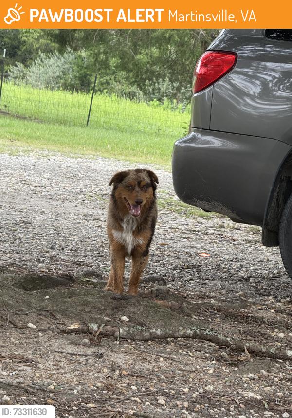 Found/Stray Unknown Dog last seen Dyer store, Martinsville, VA 24112