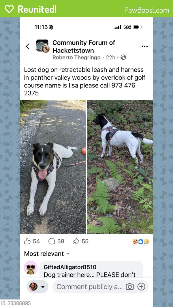Reunited Female Dog last seen Bellflower Court, Allamuchy Township, NJ 07840