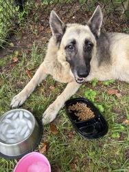 Found/Stray Unknown Dog last seen Near lakehaven drive, Fayetteville, NC 28304