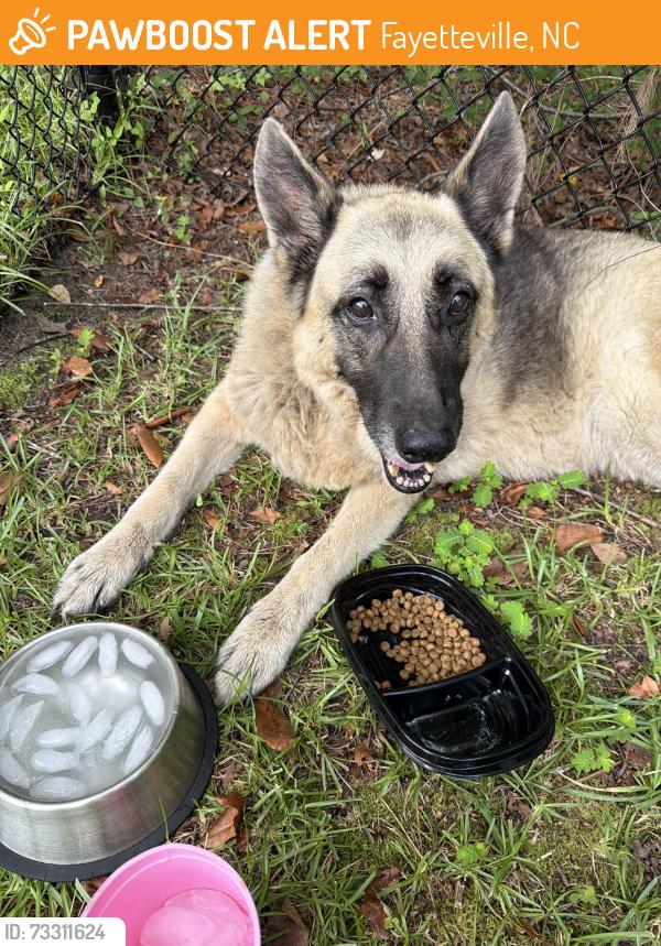 Found/Stray Unknown Dog last seen Near lakehaven drive, Fayetteville, NC 28304