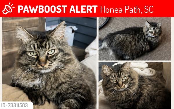Lost Male Cat last seen Near central ave honea path sc 29654, Honea Path, SC 29654
