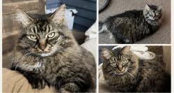 Lost Male Cat last seen Near central ave honea path sc 29654, Honea Path, SC 29654