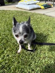 Found/Stray Female Dog last seen Hey 57, Little River, SC 29566