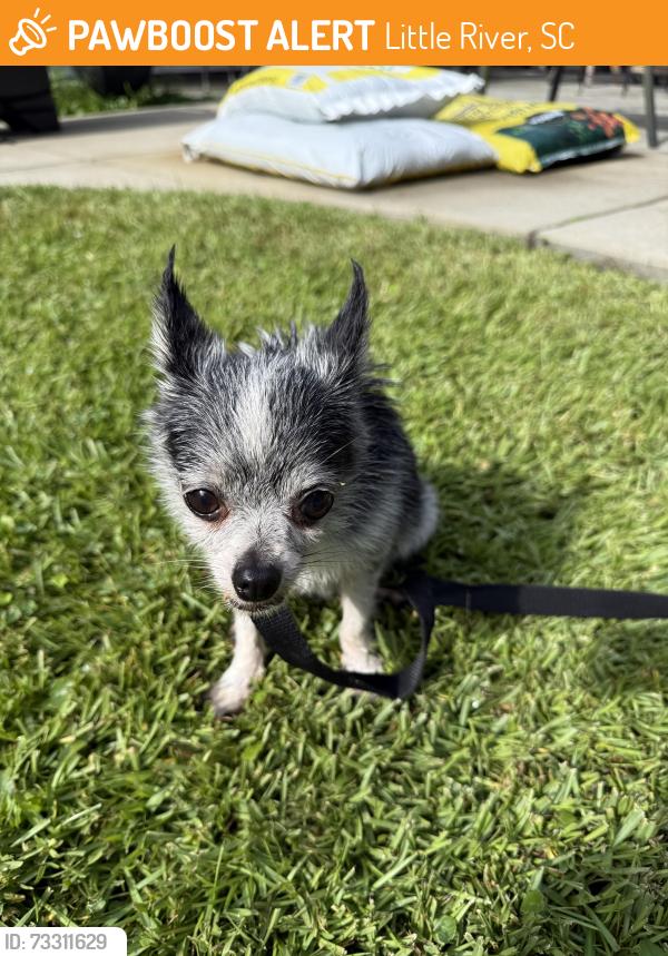 Found/Stray Female Dog last seen Hey 57, Little River, SC 29566