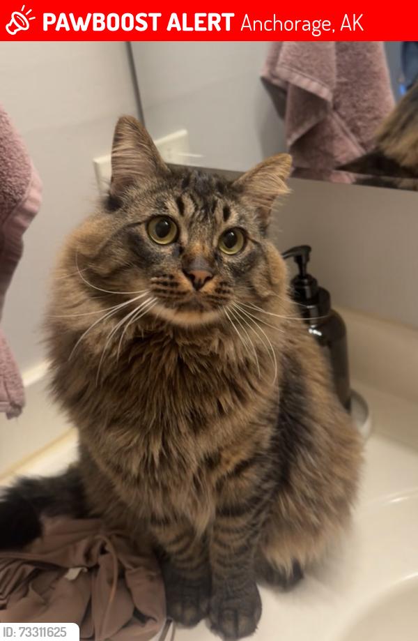 Lost Male Cat last seen Gulkana Cir in Eagle River, Anchorage, AK 99577