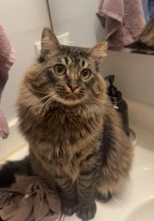 Lost Male Cat last seen Gulkana Cir in Eagle River, Anchorage, AK 99577