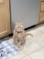 Lost Male Cat last seen McDaniel rd, near,Mills Gap rd and Lower Christ School rd intersection in Arden Nc, Fletcher, NC 28732